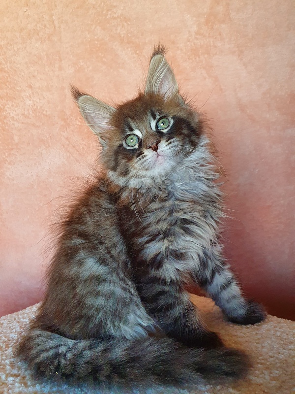 Eclipse Akbars - Kitten maine-coon 2 months 0.5 weeks