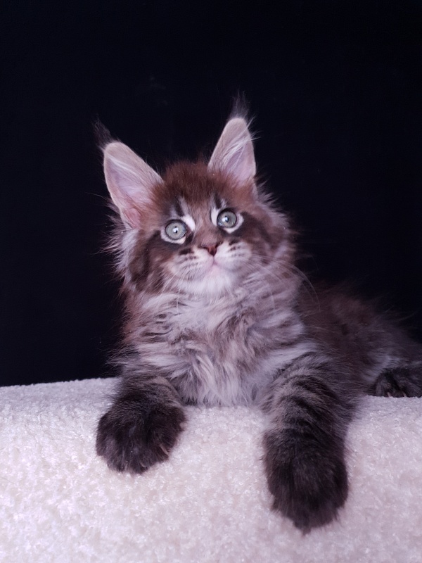 Eclipse Akbars - Kitten maine-coon 2 months 0.5 weeks
