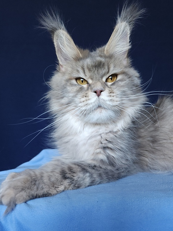 Emely Akbars - Adult maine-coon 1 year 2 months