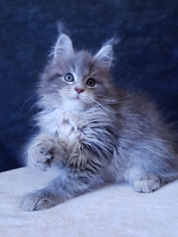 Emely Akbars - Kitten maine-coon 2 months 3 weeks