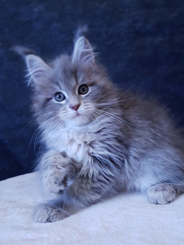 Emely Akbars - Kitten maine-coon 2 months 3 weeks