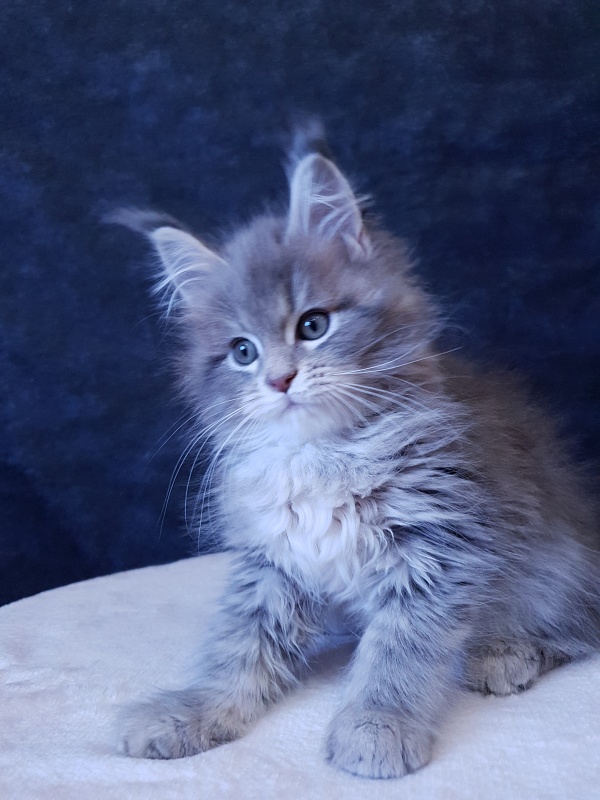Emely Akbars - Kitten maine-coon 2 months 3 weeks