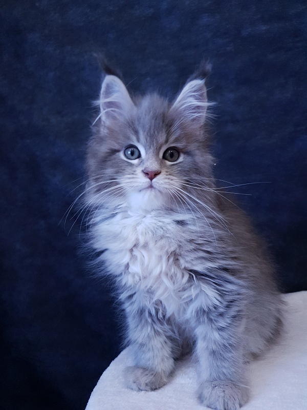 Emely Akbars - Kitten maine-coon 2 months 3 weeks