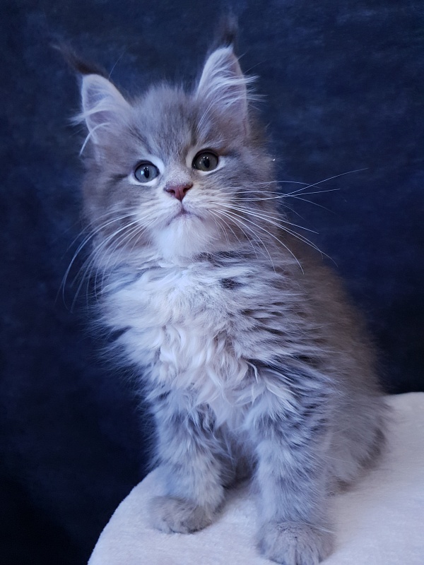 Emely Akbars - Kitten maine-coon 2 months 3 weeks