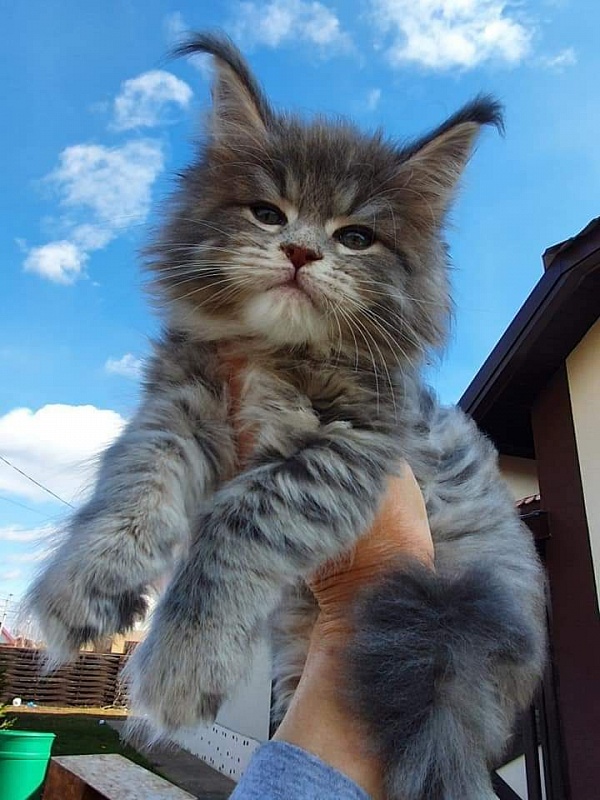 Emely Akbars - Kitten maine-coon 1 month