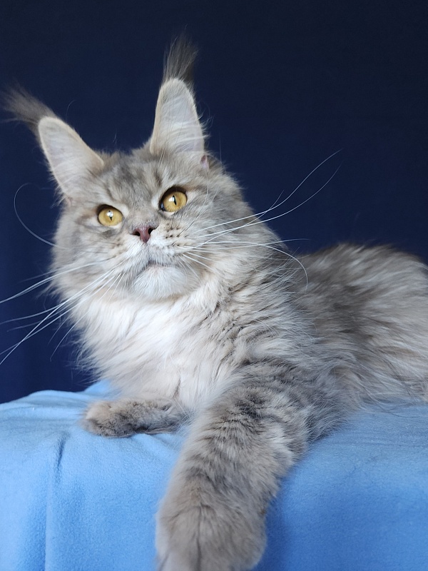 Emely Akbars - Adult maine-coon 1 year 2 months