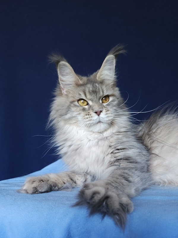 Emely Akbars - Adult maine-coon 1 year 2 months