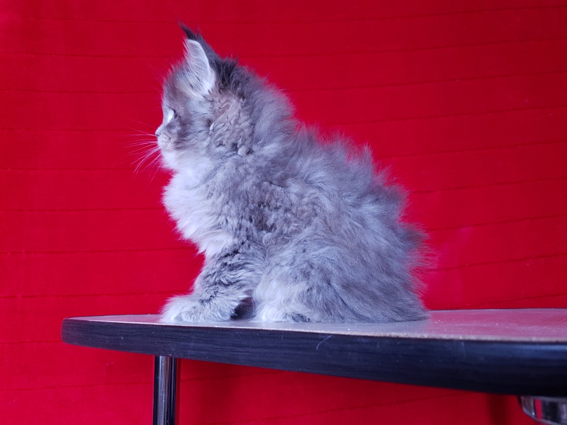 Emely Akbars - Kitten maine-coon 1 month 4 weeks