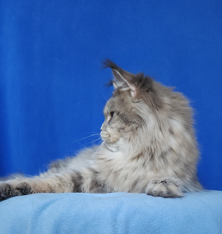Emely Akbars - Adult maine-coon 1 year 10 months