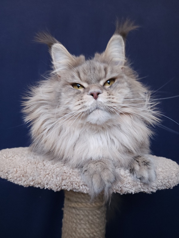 Emely Akbars - Adult maine-coon 1 year 11 months