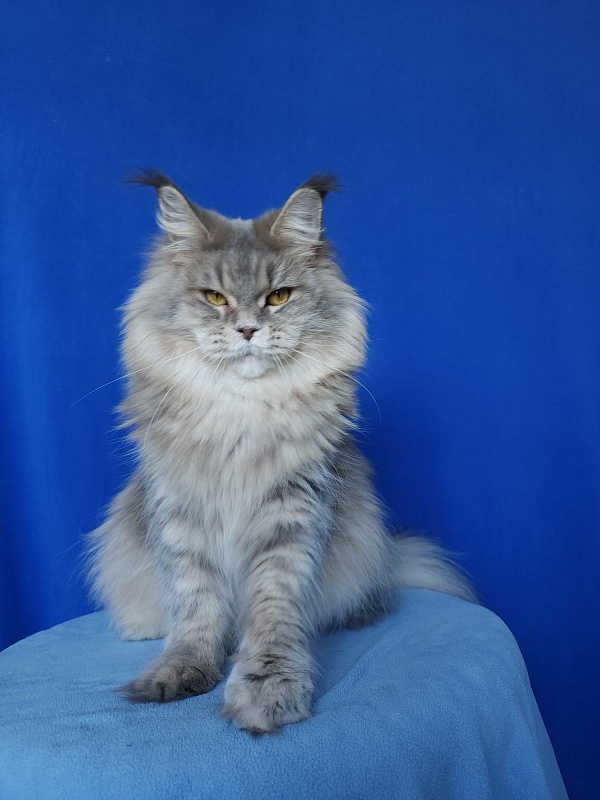Emely Akbars - Adult maine-coon 1 year 10 months