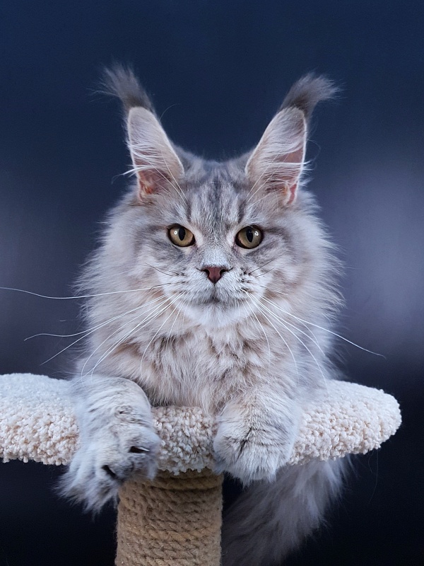 Emely Akbars - Junior maine-coon 9 months