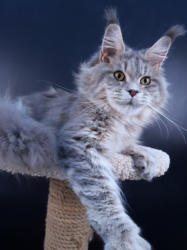 Emely Akbars - Junior maine-coon 9 months