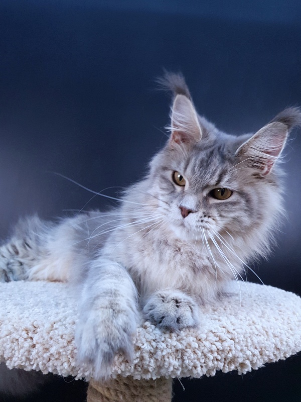 Emely Akbars - Junior maine-coon 9 months