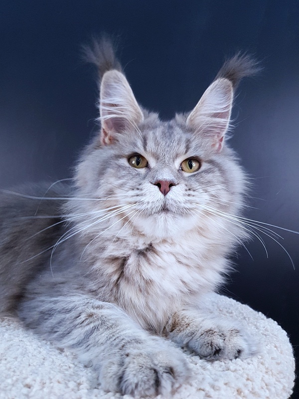 Emely Akbars - Junior maine-coon 9 months