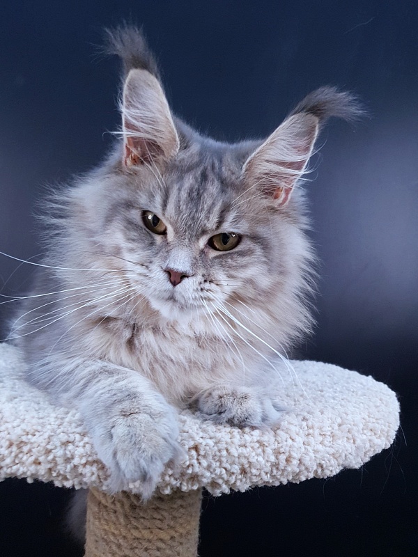 Emely Akbars - Junior maine-coon 9 months