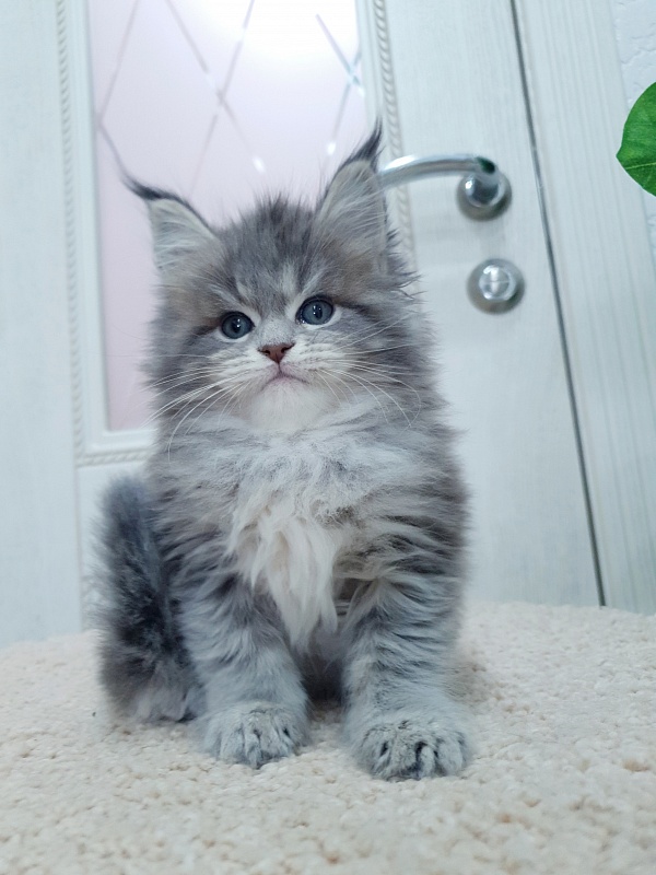 Emely Akbars - Kitten maine-coon 1 month 4 weeks