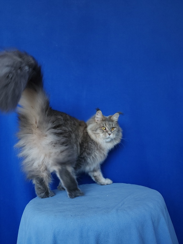 Emely Akbars - Adult maine-coon 1 year 10 months