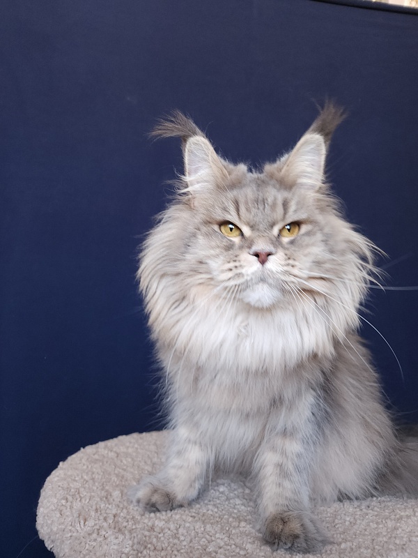 Emely Akbars - Adult maine-coon 1 year 11 months