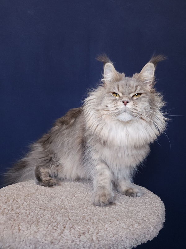 Emely Akbars - Adult maine-coon 1 year 11 months