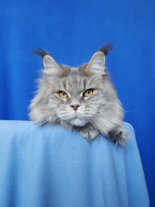 Emely Akbars - Adult maine-coon 1 year 10 months