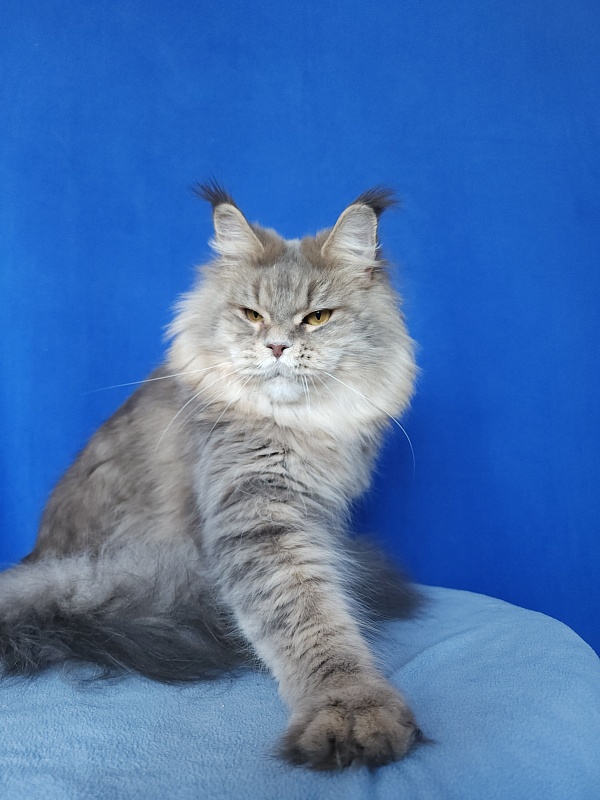Emely Akbars - Adult maine-coon 1 year 10 months