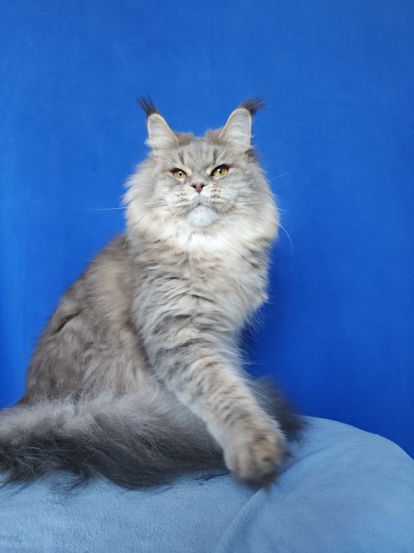 Emely Akbars - Adult maine-coon 1 year 10 months