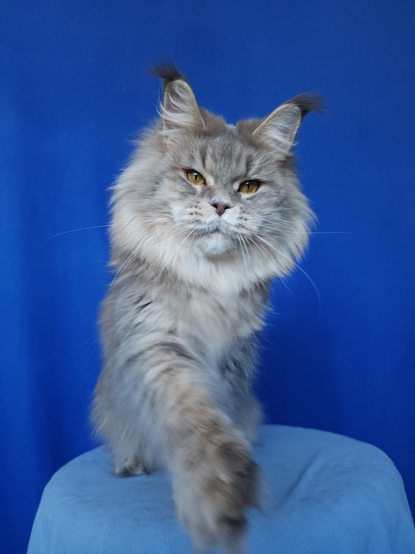 Emely Akbars - Adult maine-coon 1 year 10 months