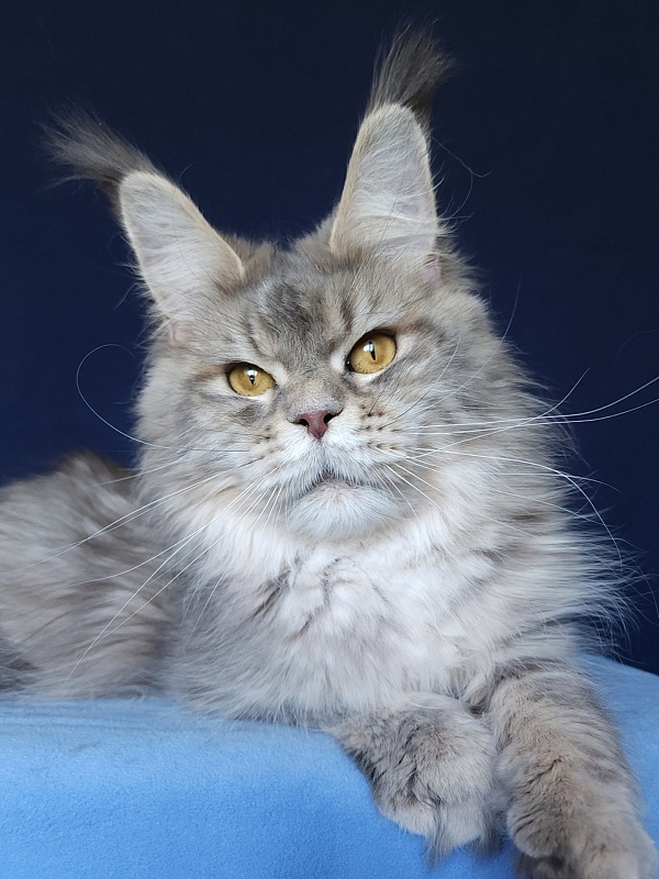 Emely Akbars - Adult maine-coon 1 year 2 months