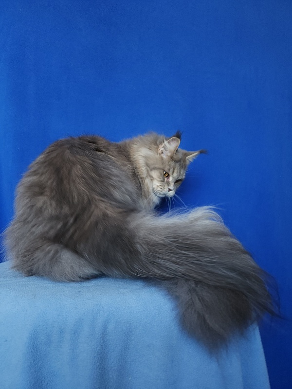 Emely Akbars - Adult maine-coon 1 year 10 months