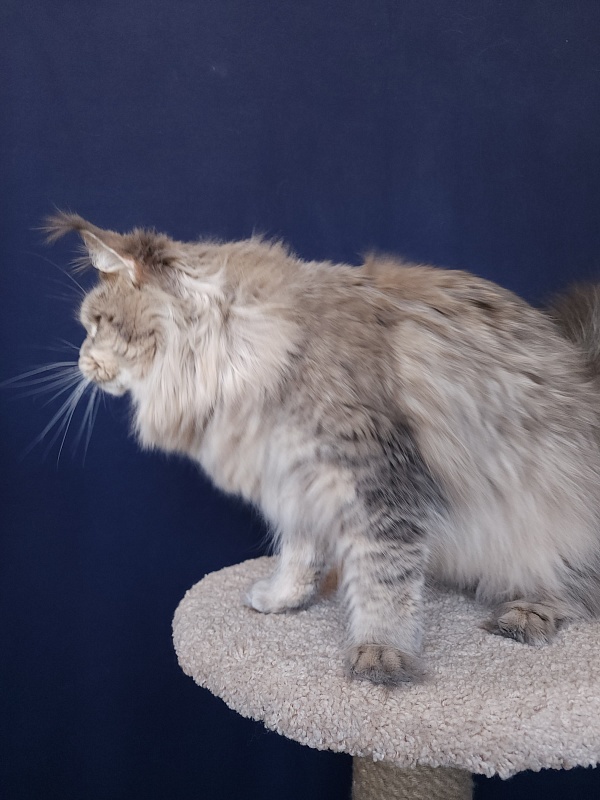 Emely Akbars - Adult maine-coon 1 year 11 months