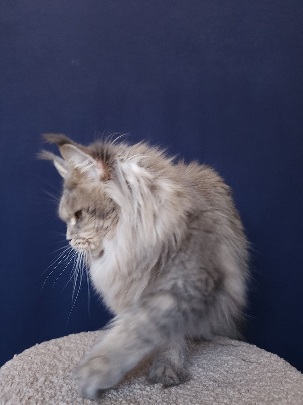 Emely Akbars - Adult maine-coon 1 year 11 months