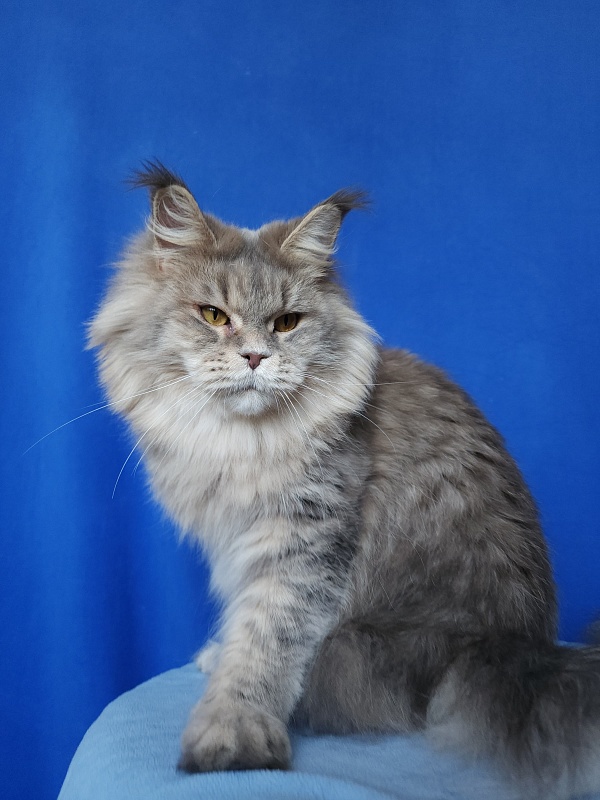 Emely Akbars - Adult maine-coon 1 year 10 months
