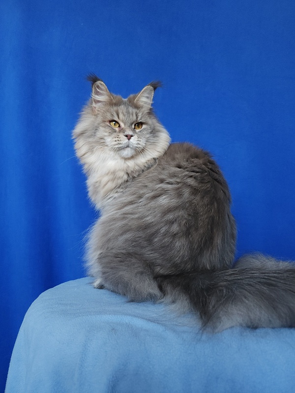 Emely Akbars - Adult maine-coon 1 year 10 months