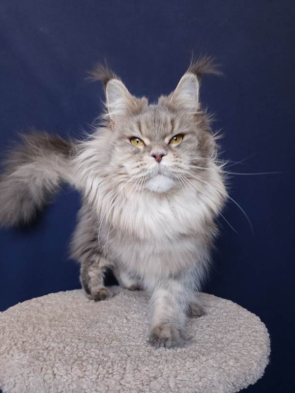 Emely Akbars - Adult maine-coon 1 year 11 months