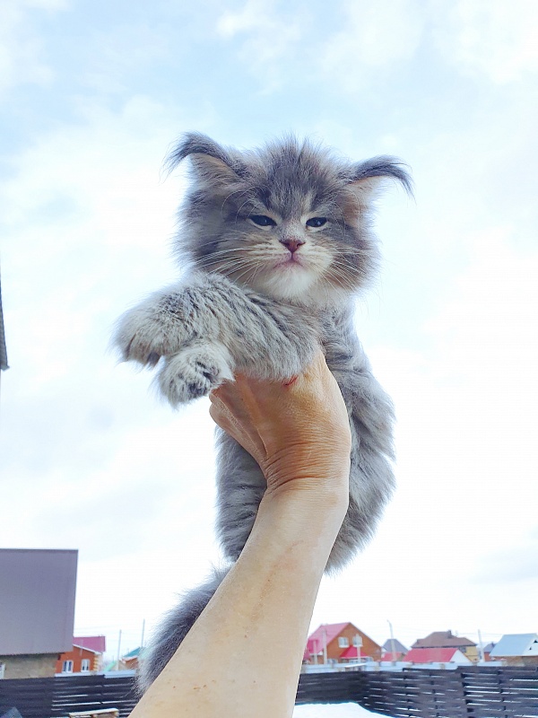 Emely Akbars - Kitten maine-coon 1 month 4 weeks