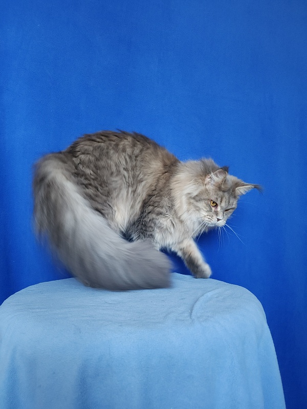 Emely Akbars - Adult maine-coon 1 year 10 months