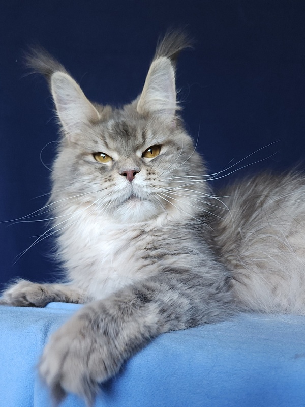 Emely Akbars - Adult maine-coon 1 year 2 months