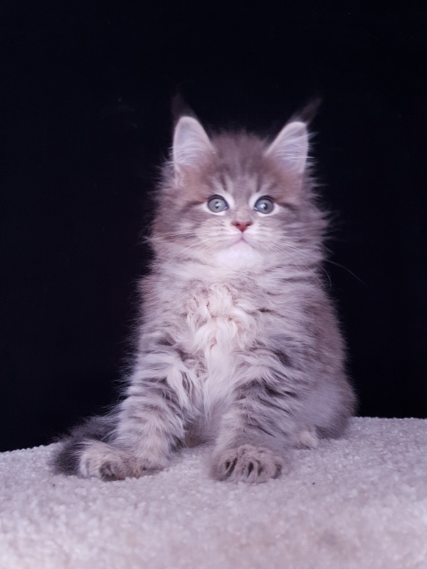 Emely Akbars - Kitten maine-coon 2 months 0.5 weeks
