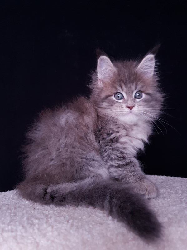 Emely Akbars - Kitten maine-coon 2 months 0.5 weeks