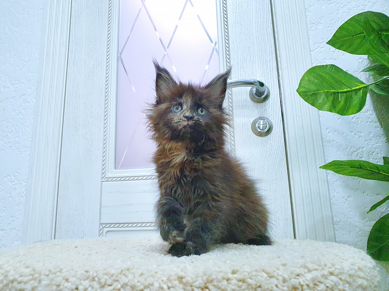 Ellie Akbars - Kitten maine-coon 1 month 4 weeks