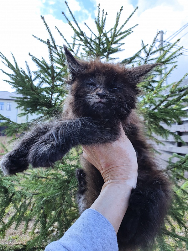 Ellie Akbars - Kitten maine-coon 2 months 0.5 weeks