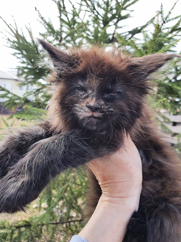 Ellie Akbars - Kitten maine-coon 2 months 0.5 weeks