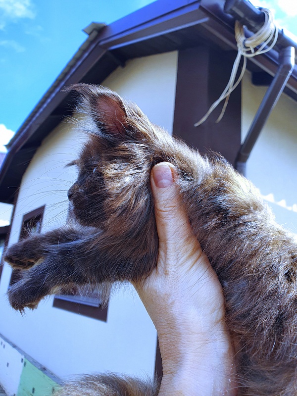 Ellie Akbars - Kitten maine-coon 2 months 0.5 weeks