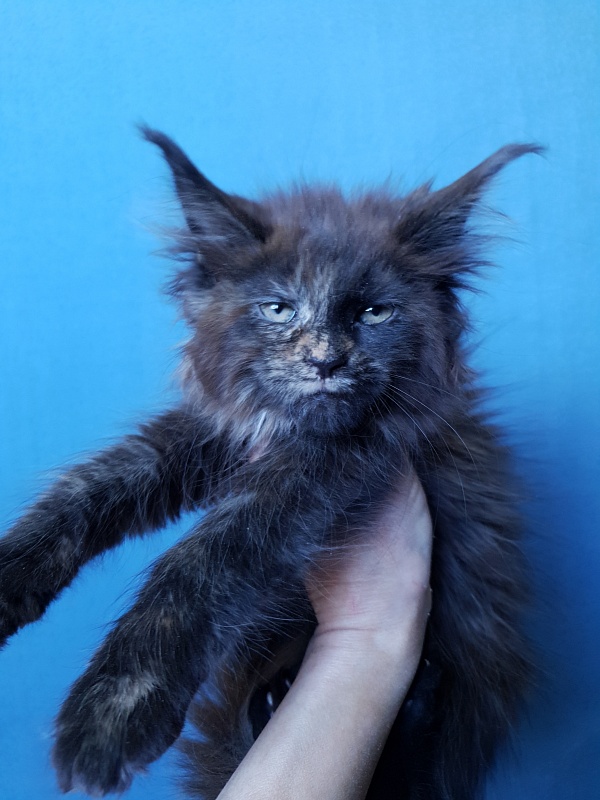 Ellie Akbars - Kitten maine-coon 2 months 3 weeks