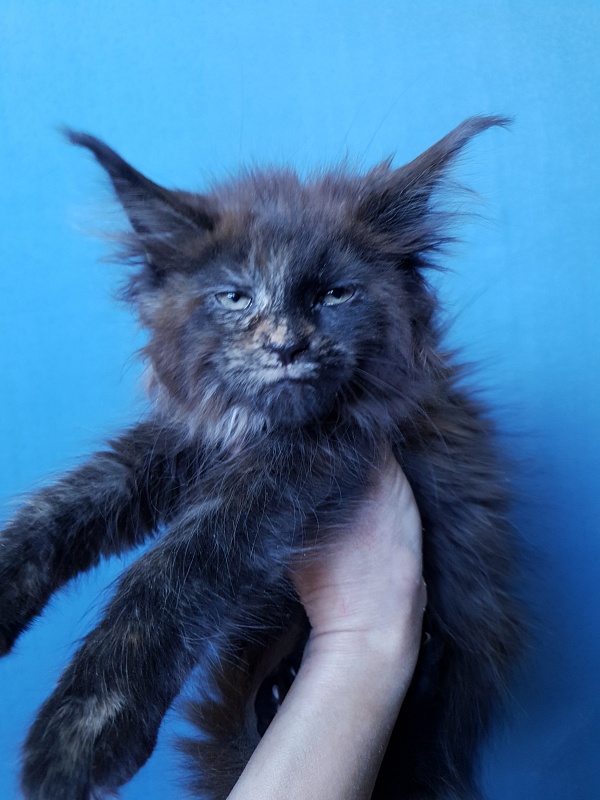 Ellie Akbars - Kitten maine-coon 2 months 3 weeks