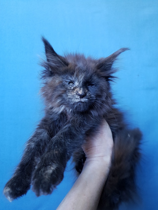 Ellie Akbars - Kitten maine-coon 2 months 3 weeks