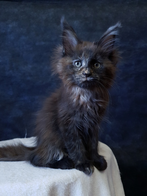 Ellie Akbars - Kitten maine-coon 2 months 3 weeks