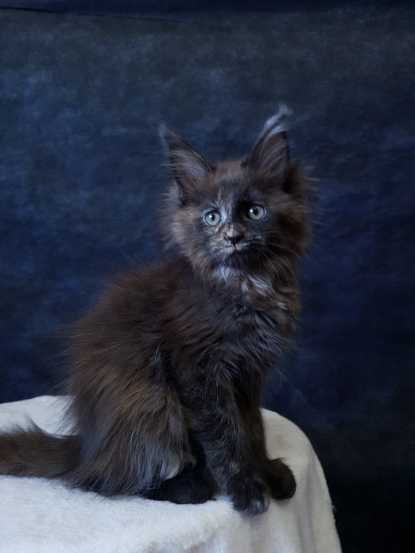 Ellie Akbars - Kitten maine-coon 2 months 3 weeks