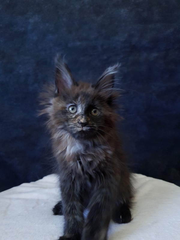 Ellie Akbars - Kitten maine-coon 2 months 3 weeks